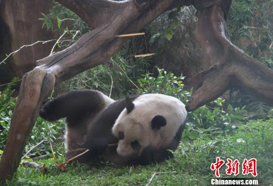 D顰似(c)L z