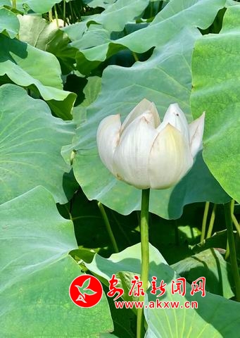 調(diào)整大小 微信圖片_20180723112539.jpg