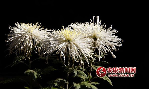 10京`ŵľջ鿶bȻһʒɪͼζɢl(f).jpg